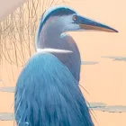 Composition of Wooden Paintings with Bird Print Made in Italy - Belize Viadurini