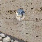 2W Stainless Steel Recessed Outdoor Led Marker 4 Pieces - Elisir Viadurini